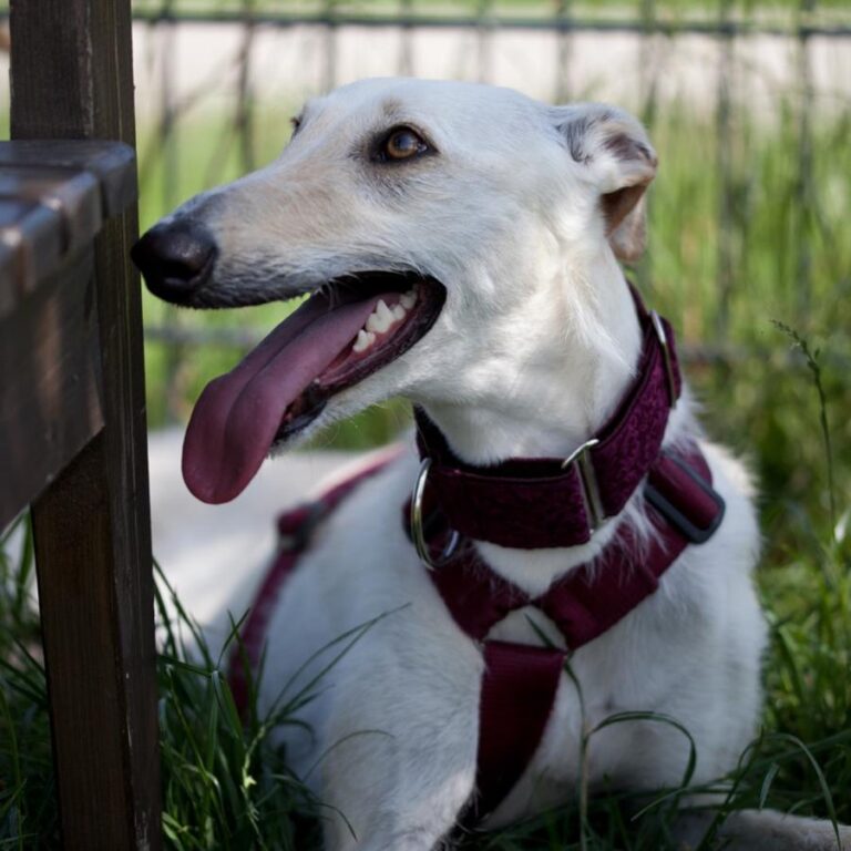 multimedia-foto49187-817-1