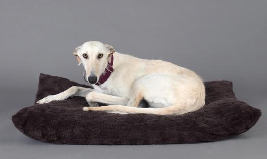 multimedia-foto49191-817-1