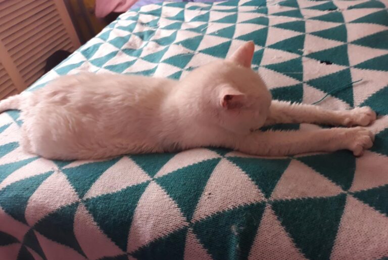 multimedia-foto49206-773-3