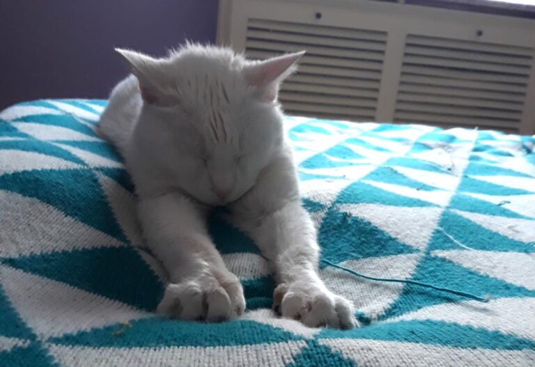 multimedia-foto49207-773-3