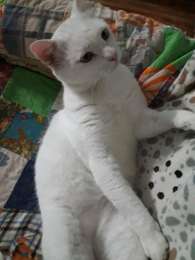 multimedia-foto49231-593-1