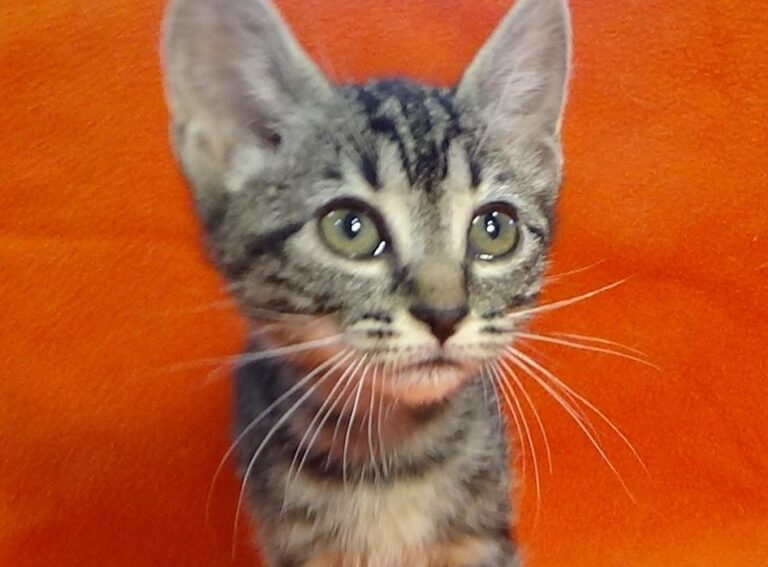 multimedia-foto49247-460-1