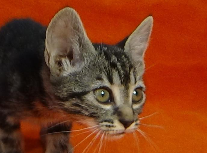 multimedia-foto49248-460-1