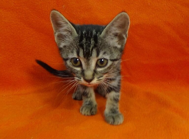 multimedia-foto49250-461-1