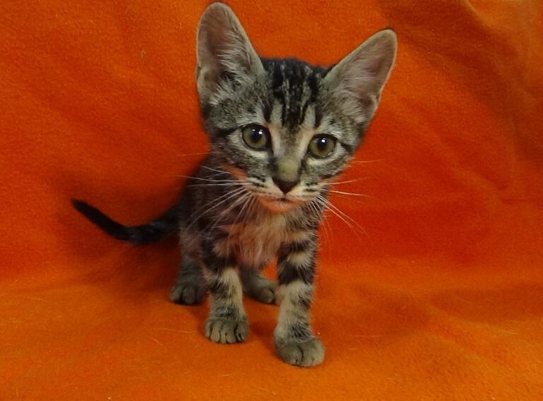 multimedia-foto49251-461-1