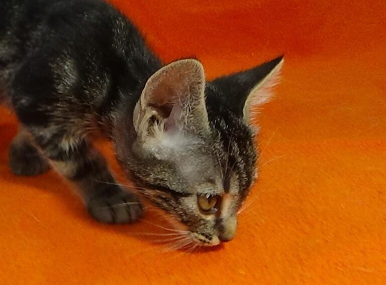 multimedia-foto49252-461-1