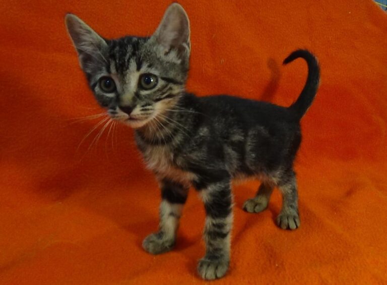 multimedia-foto49254-462-1