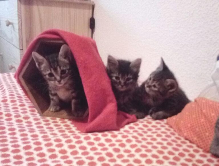 multimedia-foto49255-462-1