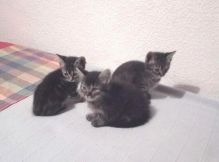 multimedia-foto49256-462-1