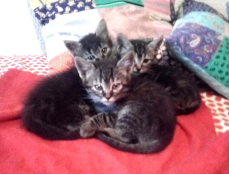 multimedia-foto49258-463-1