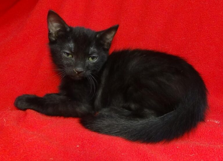 multimedia-foto49419-197-1