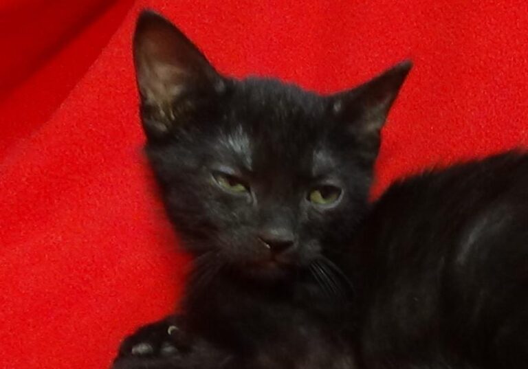 multimedia-foto49421-198-1