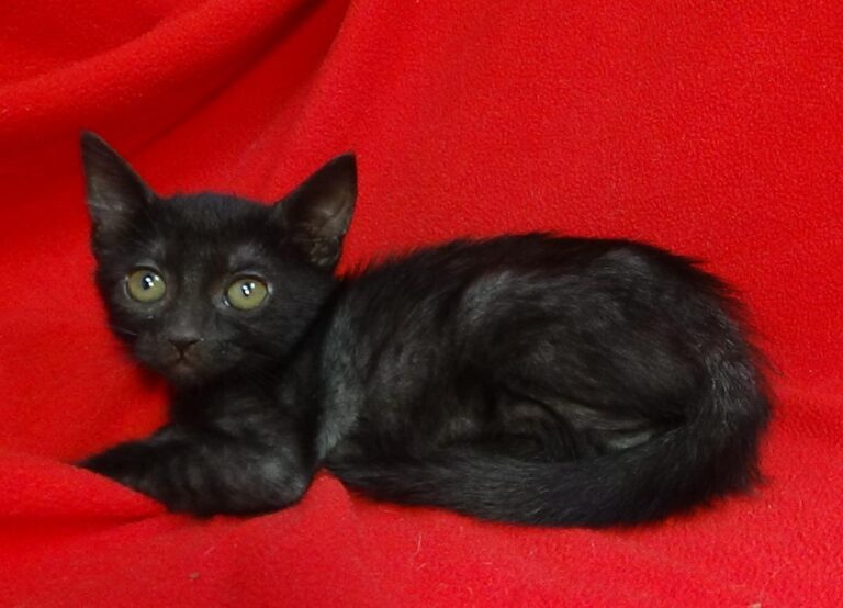 multimedia-foto49425-317-1