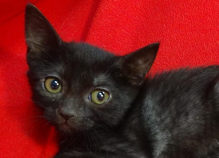 multimedia-foto49426-317-1