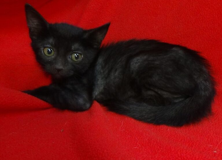 multimedia-foto49427-317-1