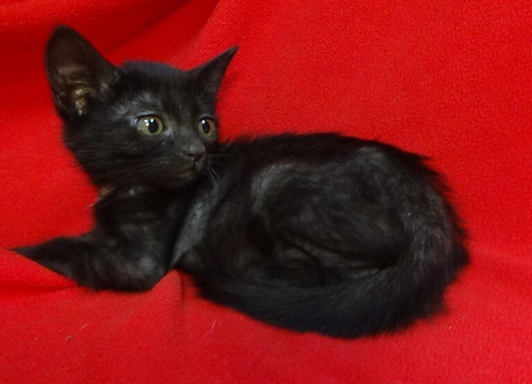 multimedia-foto49429-318-1