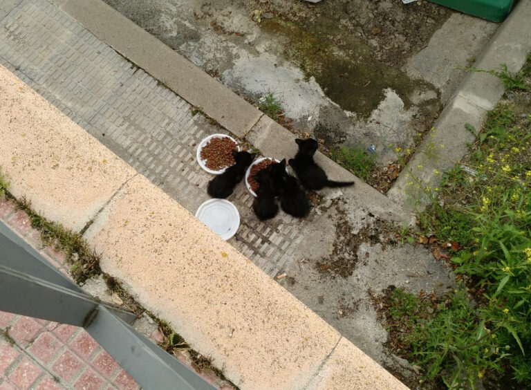 multimedia-foto49431-318-1