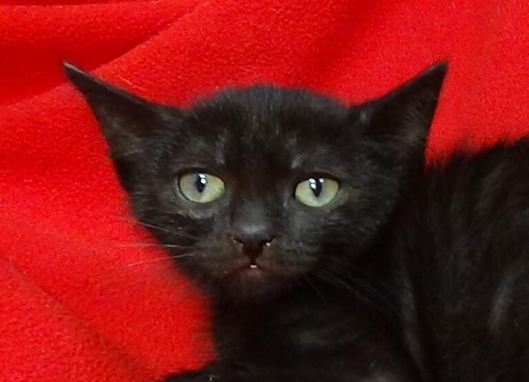 multimedia-foto49432-421-1