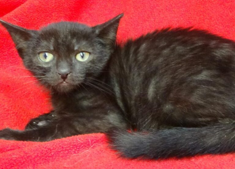 multimedia-foto49433-421-1