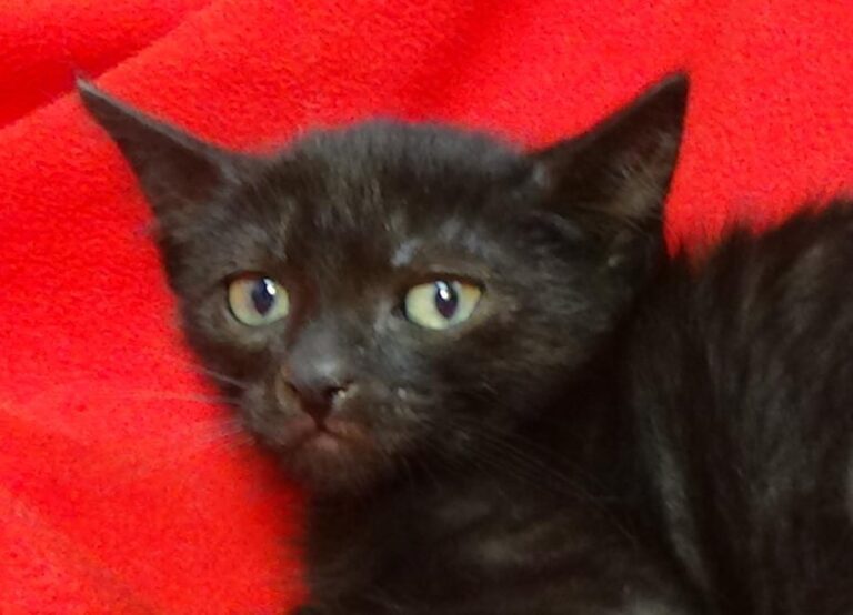 multimedia-foto49434-422-1