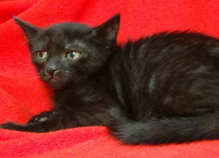 multimedia-foto49435-422-1