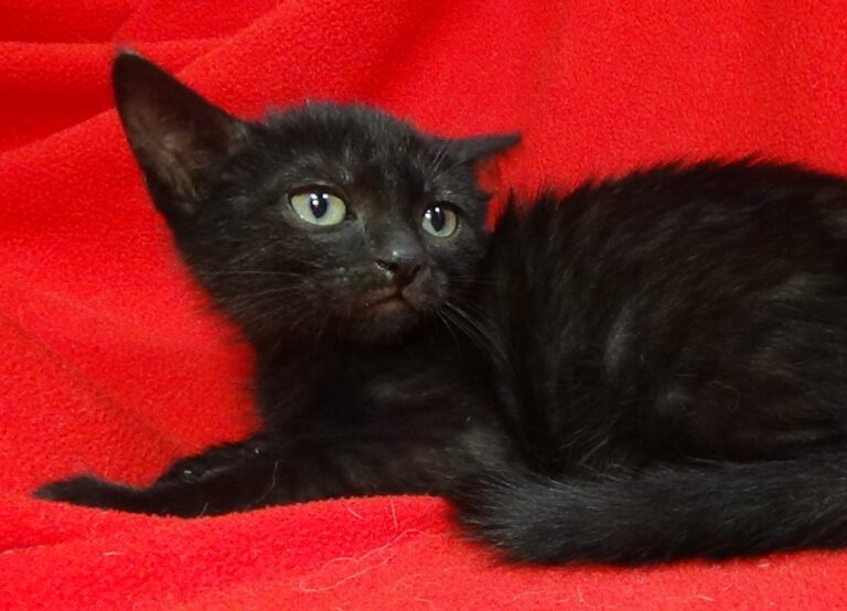 multimedia-foto49436-422-1