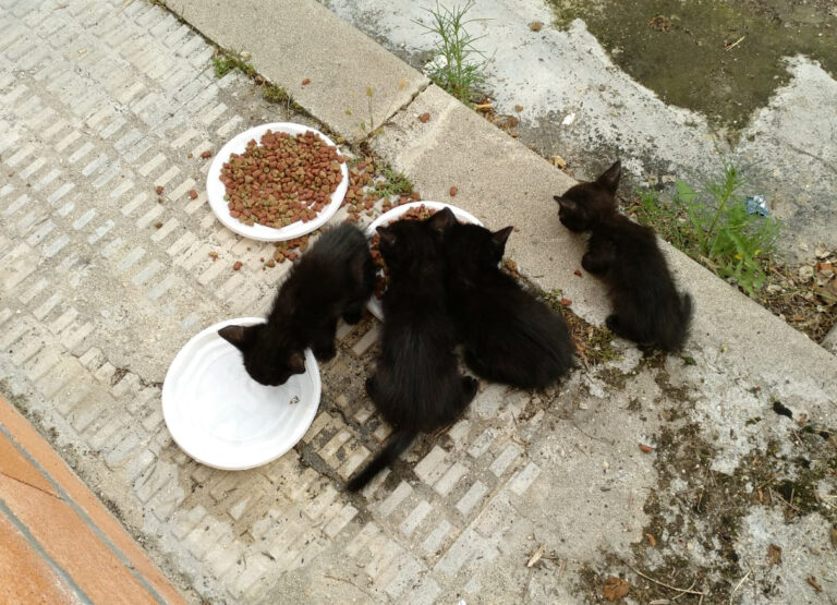 multimedia-foto49439-266-1