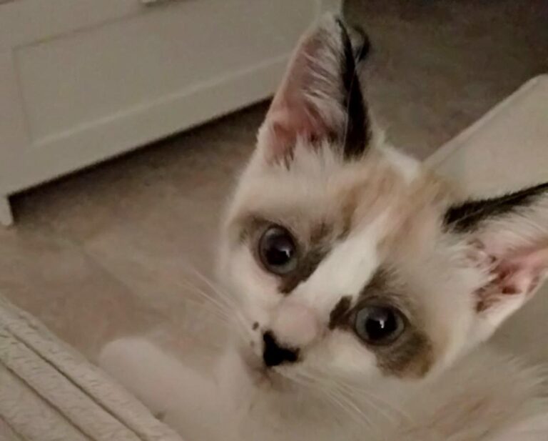 multimedia-foto49498-171-1