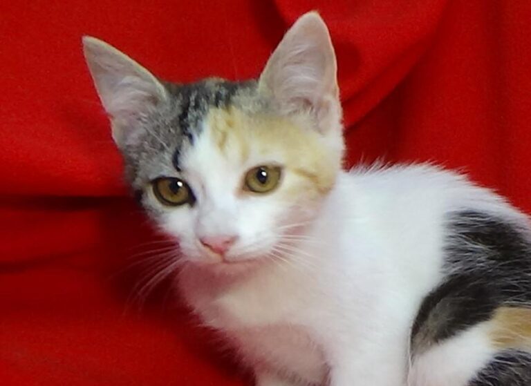 multimedia-foto49500-69-1