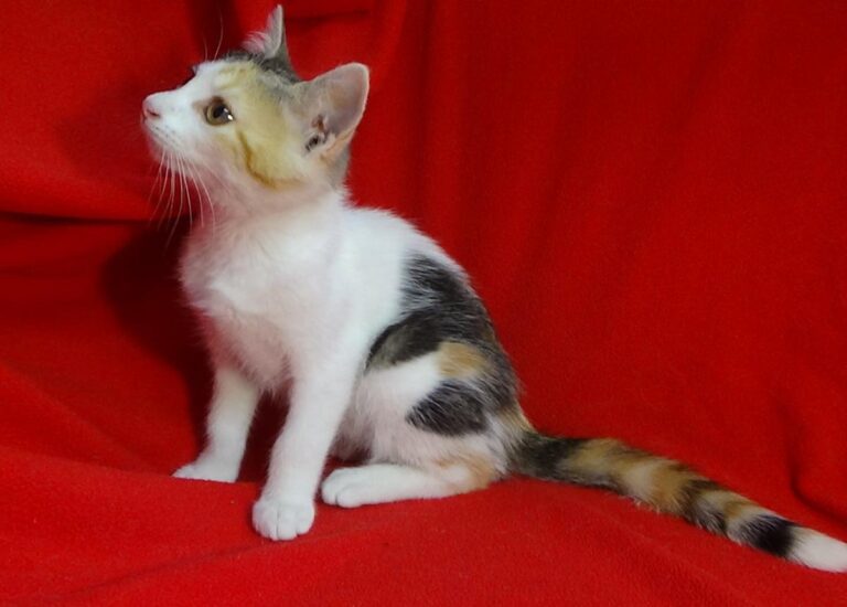 multimedia-foto49501-69-1