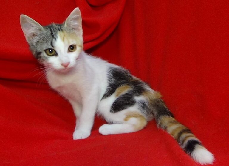 multimedia-foto49502-70-1