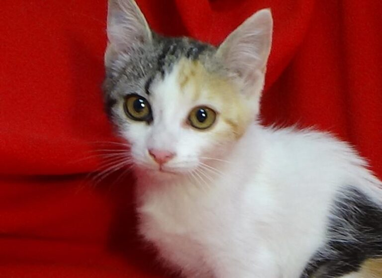 multimedia-foto49503-70-1