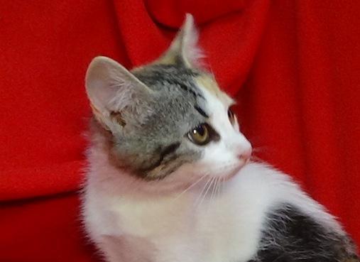 multimedia-foto49504-70-1