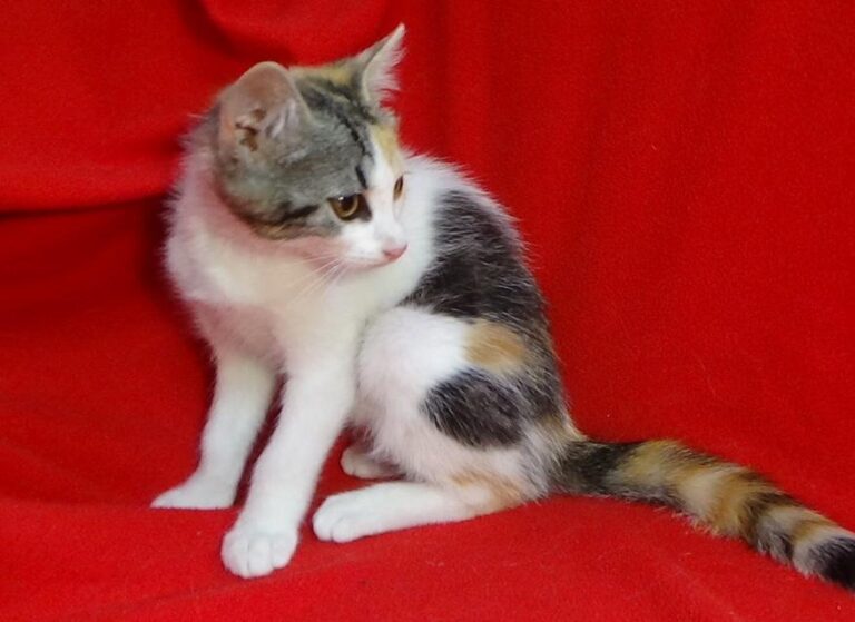 multimedia-foto49505-70-1