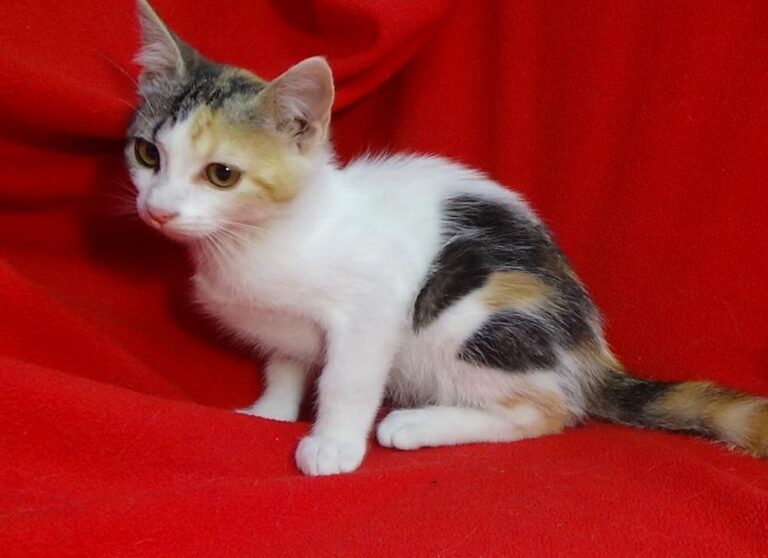 multimedia-foto49506-71-1