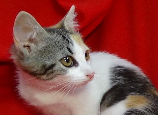 multimedia-foto49507-71-1