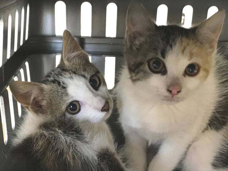 multimedia-foto49509-71-1