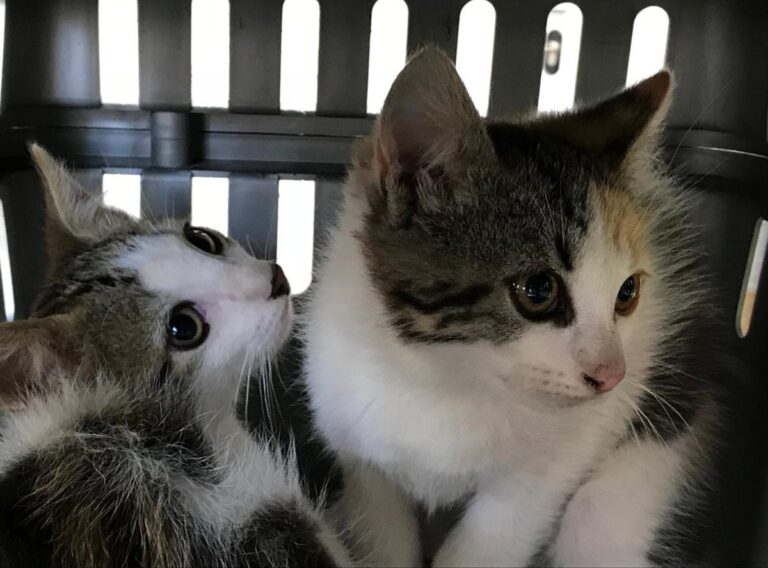 multimedia-foto49510-71-1