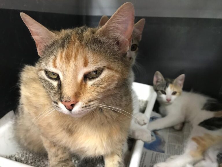 multimedia-foto49511-72-1