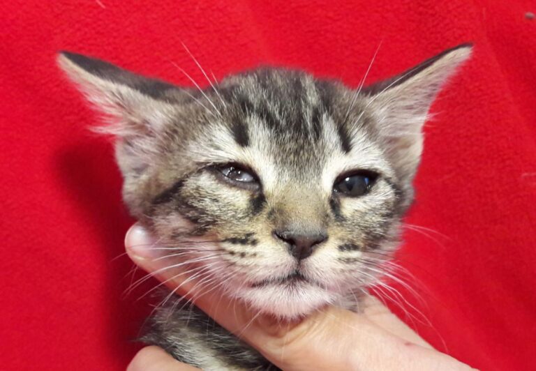 multimedia-foto49533-575-1