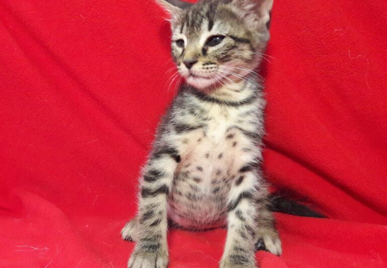 multimedia-foto49534-575-1