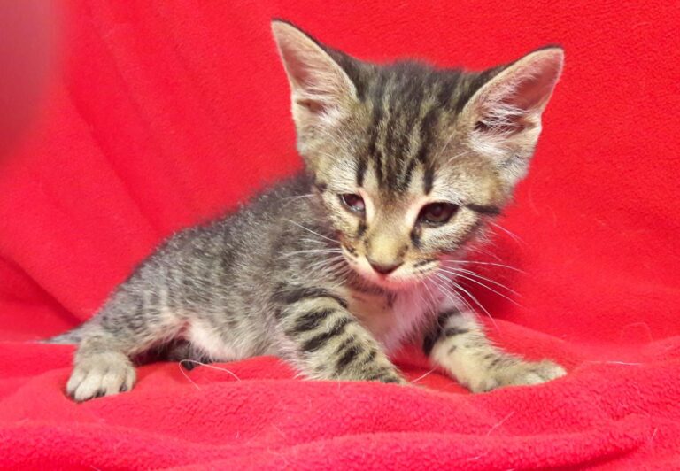 multimedia-foto49537-576-1