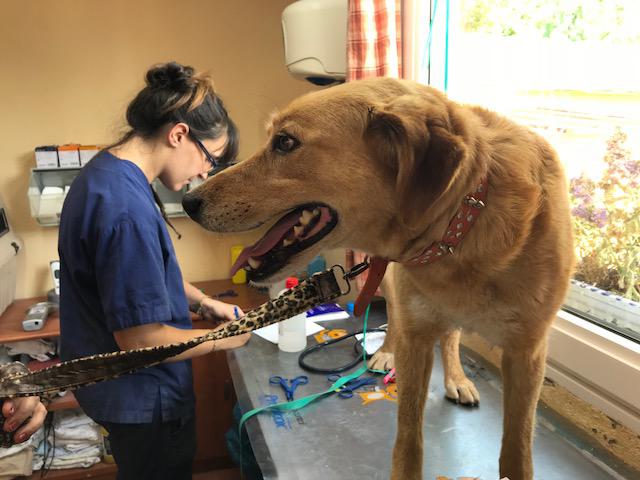 multimedia-foto49586-451-1