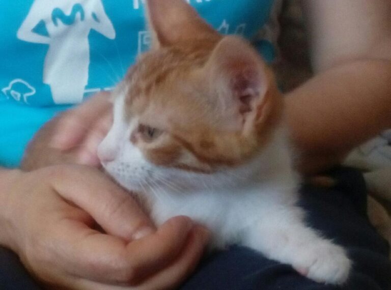 multimedia-foto49652-467-1