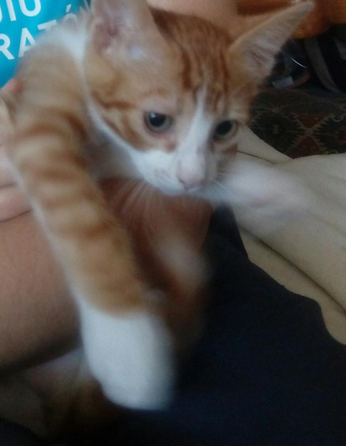 multimedia-foto49653-468-1