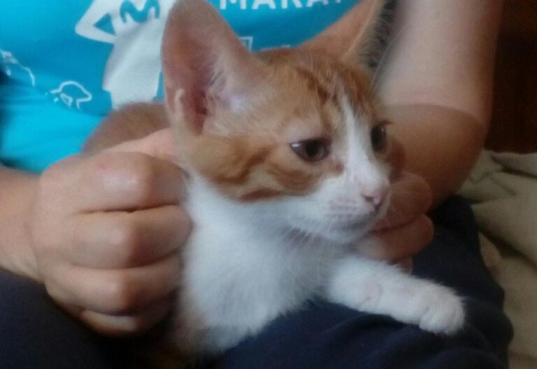 multimedia-foto49654-468-1