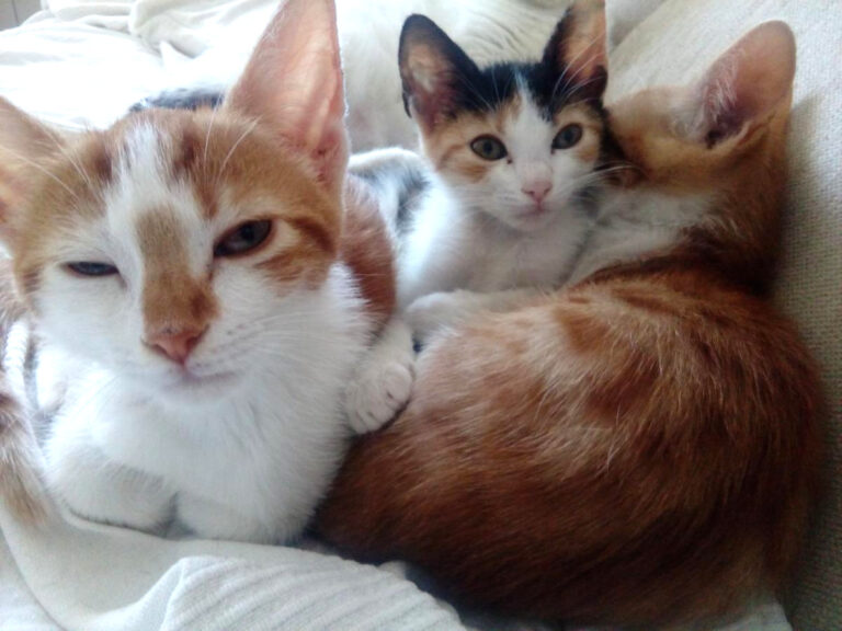 multimedia-foto49655-468-1