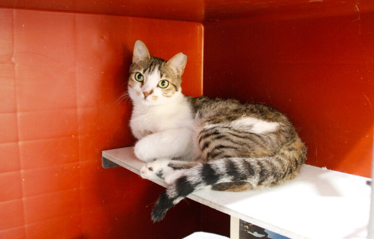 multimedia-foto49677-471-1