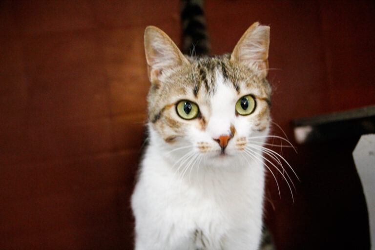 multimedia-foto49678-471-1