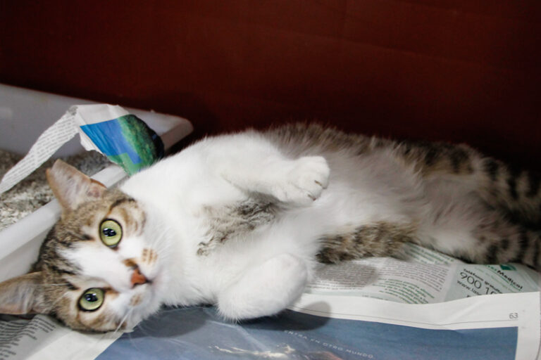 multimedia-foto49679-472-1